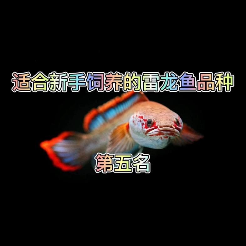 彩虹雷龍魚有哪些品種？【彩虹雷龍channagachua嗶哩養熱帶魚彩虹雷龍的分享】 彩虹雷龍魚有哪些品種？【彩虹雷龍channagachua嗶哩養熱帶魚彩虹雷龍的分享】 龍魚百科 第7張