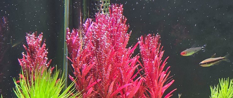 水草燈用燈管還是led【\