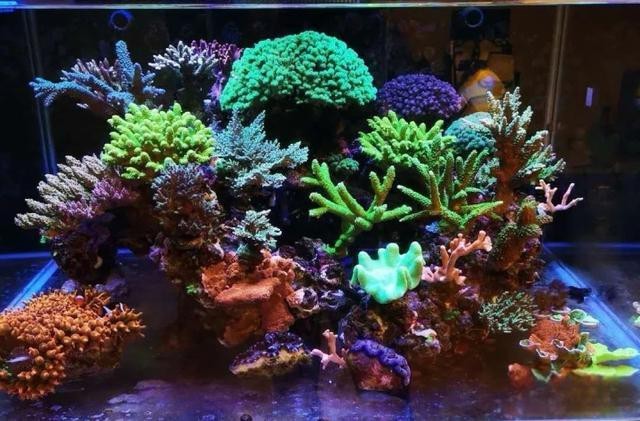 水草燈用燈管還是led【\