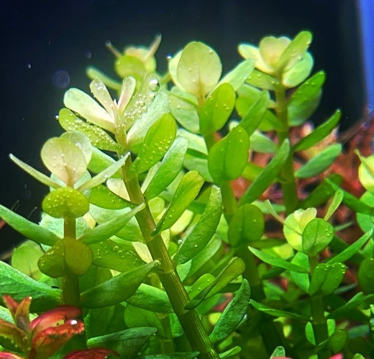 水草燈用燈管還是led【\