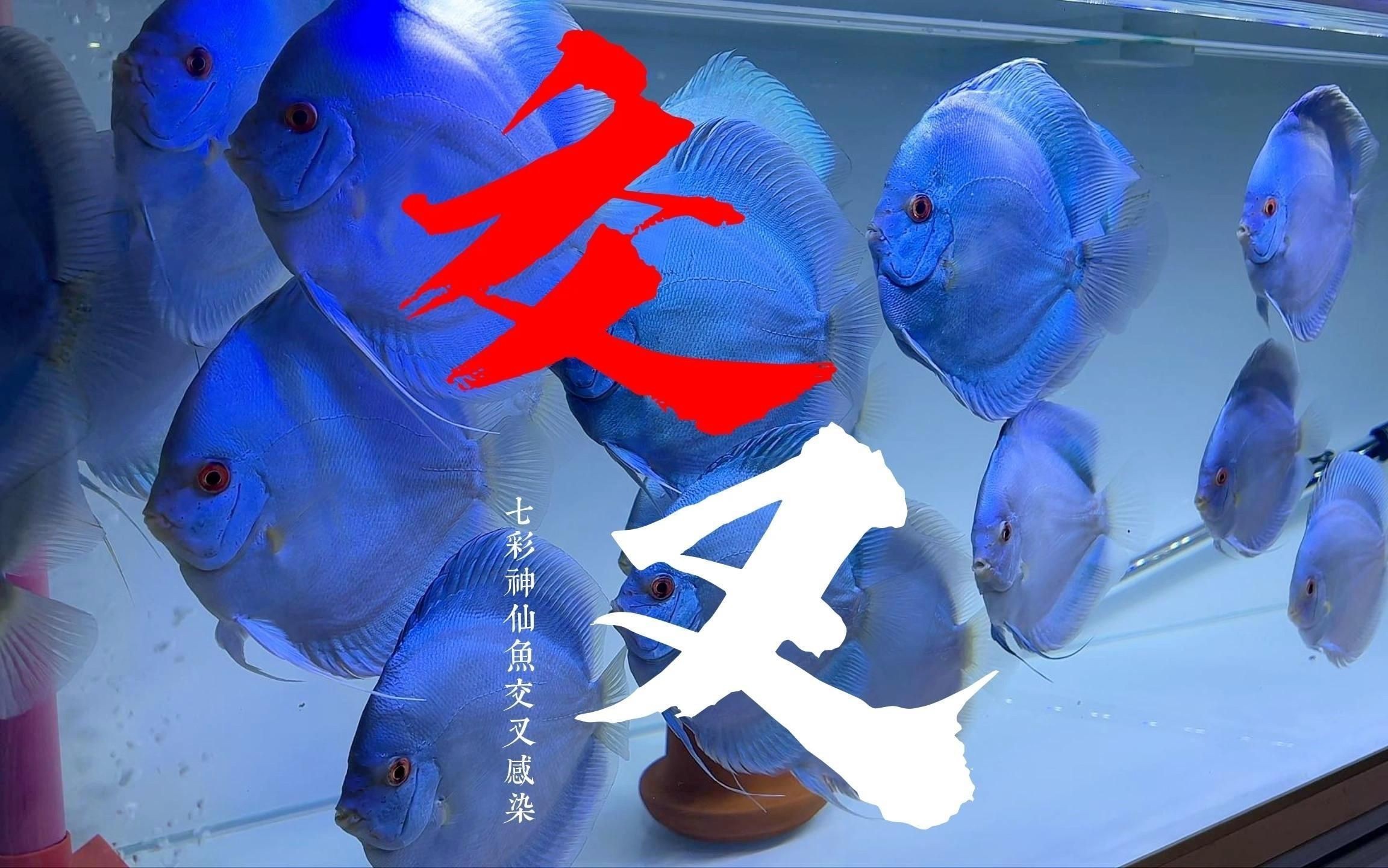 如何判斷魚是否交叉感染？【如何判斷魚類交叉感染的主要癥狀和方法】