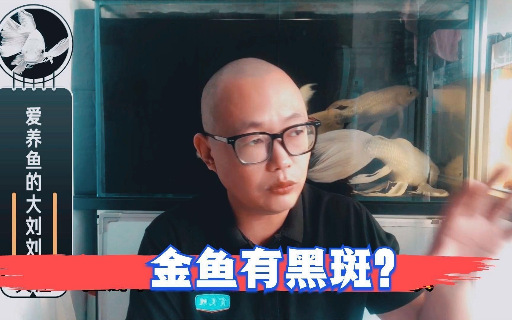 如何判斷金魚發黑的原因？【金魚為什么會變黑，有黑斑怎么回事】