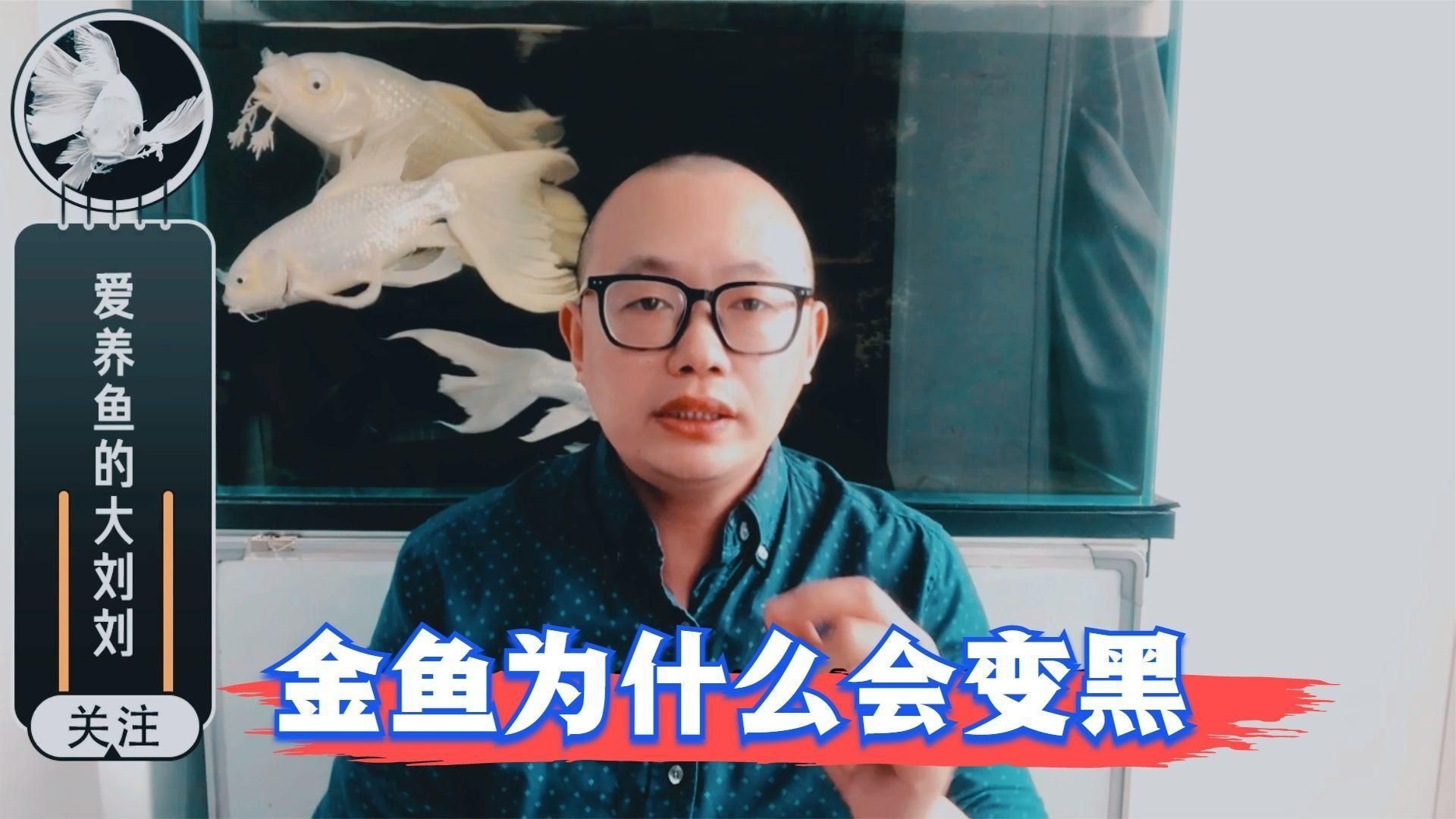 如何判斷金魚發黑的原因？【金魚為什么會變黑，有黑斑怎么回事】