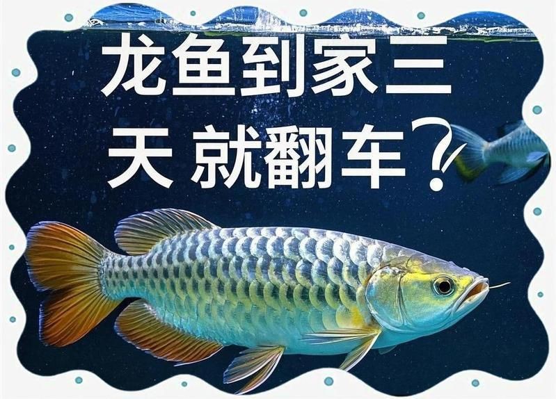 如何判斷龍魚是否需要換缸？【如何判斷龍魚是否需要換缸】