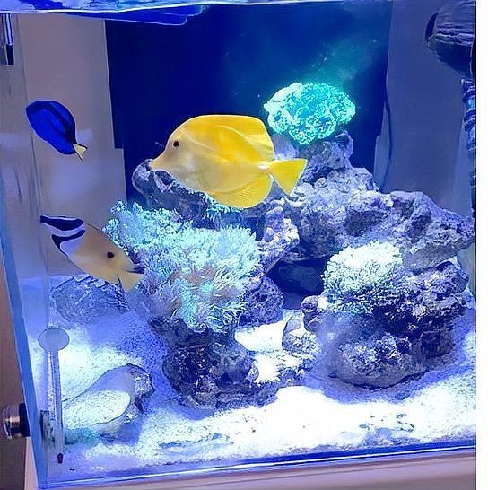 印尼紅龍的市場價格波動大嗎，紅龍魚選購避坑指南 印尼紅龍的市場價格波動大嗎，紅龍魚選購避坑指南 龍魚百科 第2張
