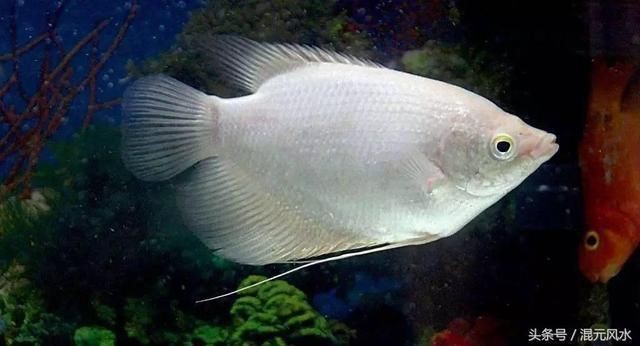 紅面財神魚最忌三種東西是什么【如何判斷紅面財神魚是否健康】
