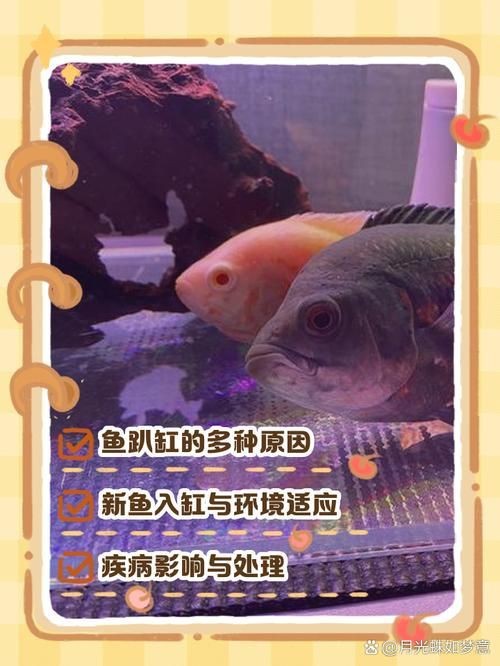 龍魚趴缸最怕三個東西圖片【養殖龍魚趴缸最需警惕的三大因素及對應解決方案】