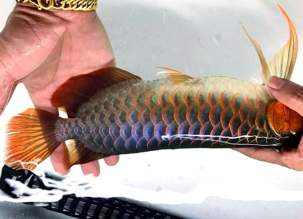 龍魚趴缸最怕三個東西圖片【養殖龍魚趴缸最需警惕的三大因素及對應解決方案】