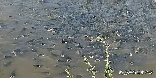 魚浮頭后多久能恢復正常【魚浮頭后恢復時間受多種因素影響】