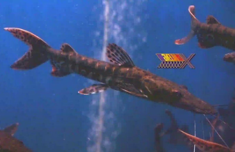 虎紋鴨嘴鯊最簡單三個動作【虎紋鴨嘴鯊的三大基礎飼養動作指南，虎紋鴨嘴鯊三大基礎飼養動作】