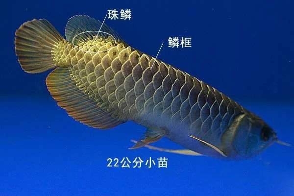 紫底金龍的特征有哪些？【紫底金龍具有諸多顯著特征其藝術魅力和觀賞價值】