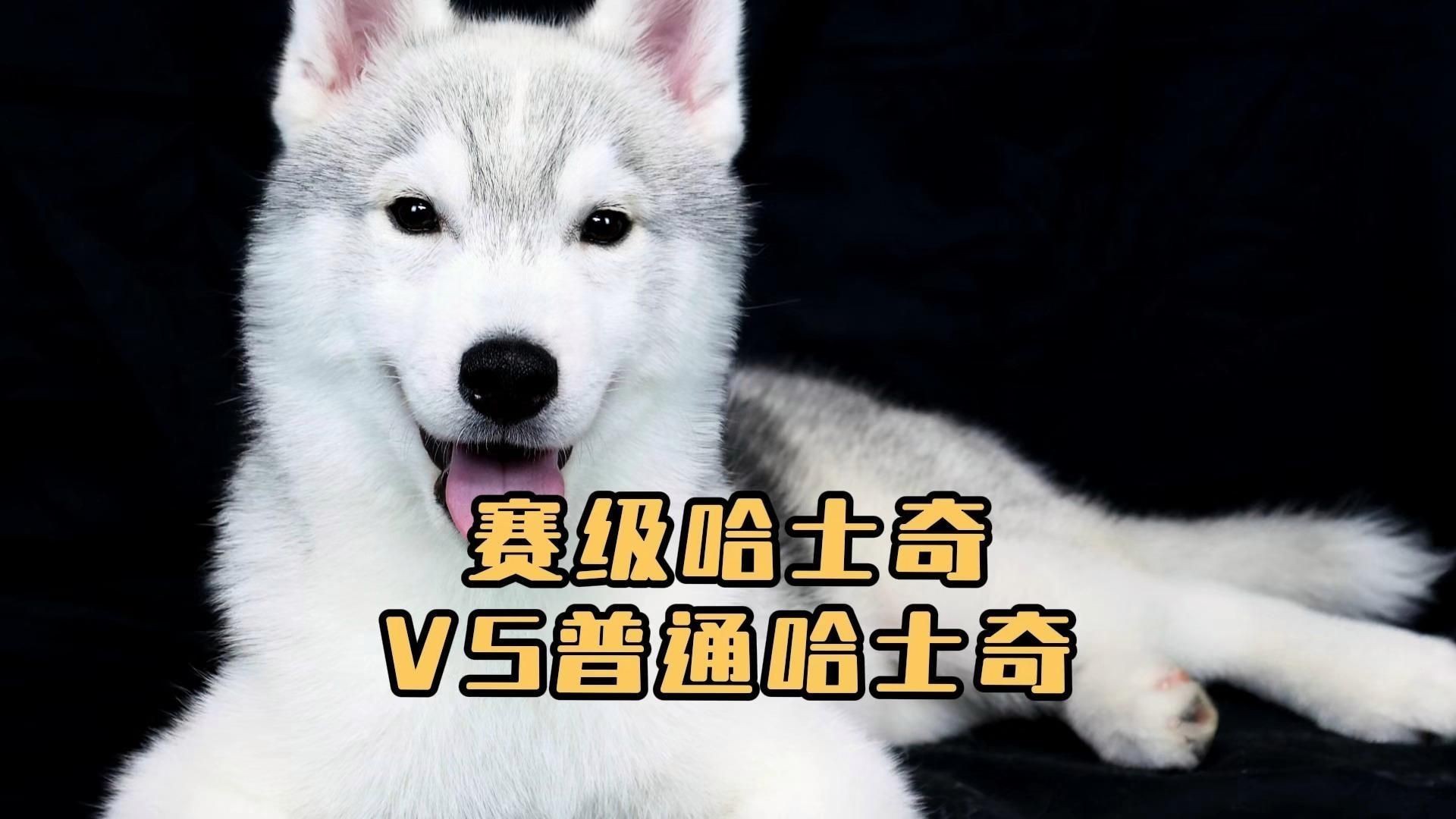 賽級(jí)犬和普通犬的區(qū)別【賽級(jí)犬與普通犬有什么區(qū)別，賽級(jí)犬與普通犬有何區(qū)別】