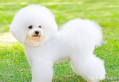 賽級(jí)犬和普通犬的區(qū)別【賽級(jí)犬與普通犬有什么區(qū)別，賽級(jí)犬與普通犬有何區(qū)別】