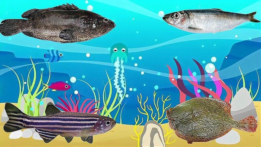 龍什么魚(yú)躉怎么讀【擁躉的“躉”不讀chu,該怎么讀你讀對(duì)了嗎】