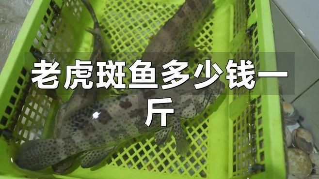 老虎斑魚價格多少一斤【老虎斑價格多少錢一斤】