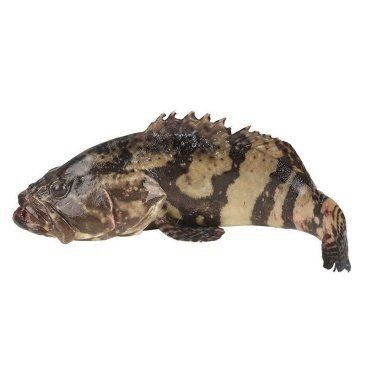 老虎斑魚價格多少一斤【老虎斑價格多少錢一斤】