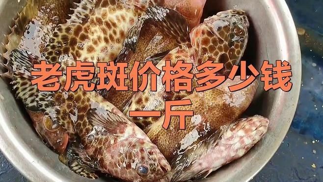 老虎斑魚價格多少一斤【老虎斑價格多少錢一斤】