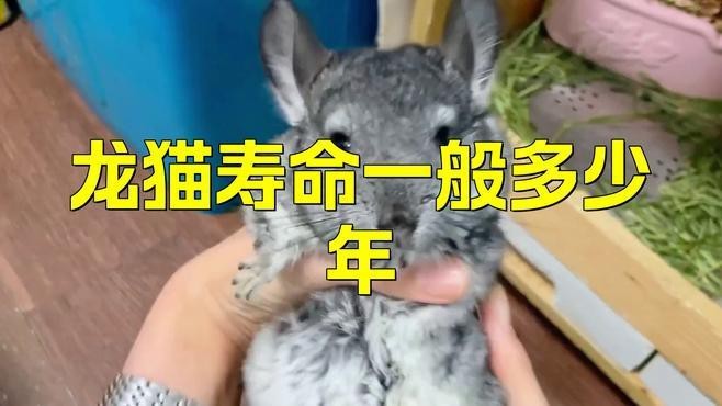 龍貓哪個品種壽命最長？【龍貓壽命一般多少年】