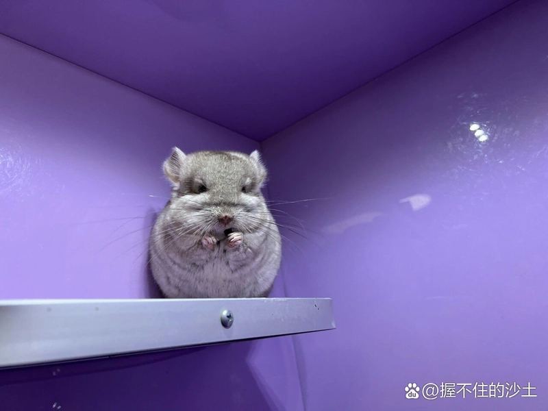 龍貓哪個品種壽命最長？【龍貓壽命一般多少年】