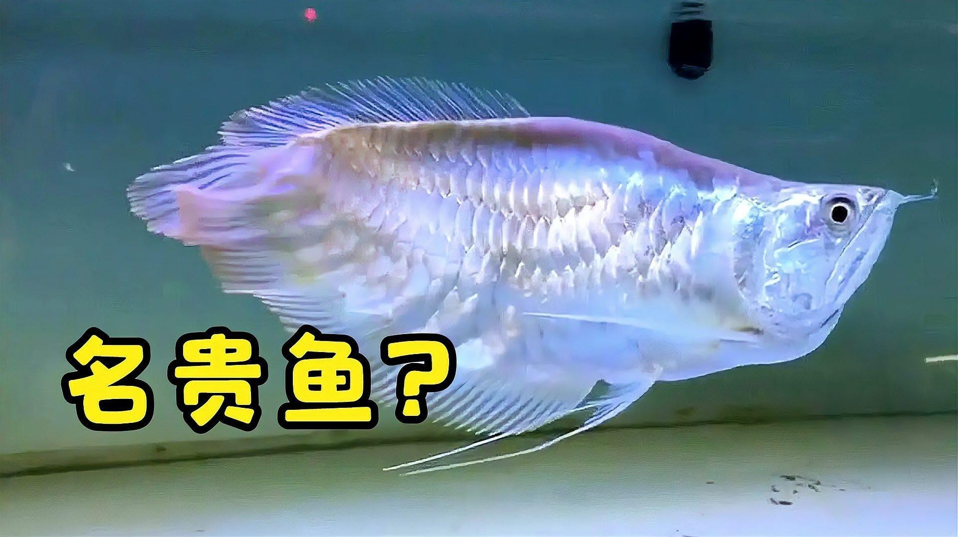 短身福龍魚有哪些品種？【短身福龍魚的價格】
