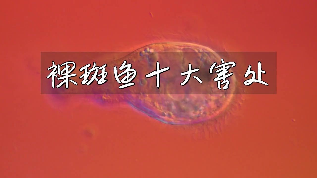 裸斑魚盡量少吃的原因【裸斑魚為何要盡量少吃】
