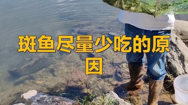 裸斑魚盡量少吃的原因【裸斑魚為何要盡量少吃】