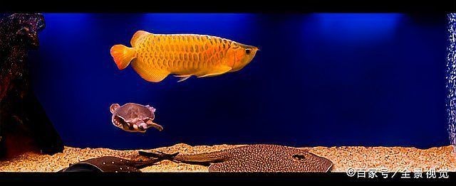 龍魚鎮宅【龍魚的風水文化】 龍魚百科 第6張 龍魚鎮宅【龍魚的風水文化】 龍魚鎮宅【龍魚的風水文化】 龍魚百科 第6張