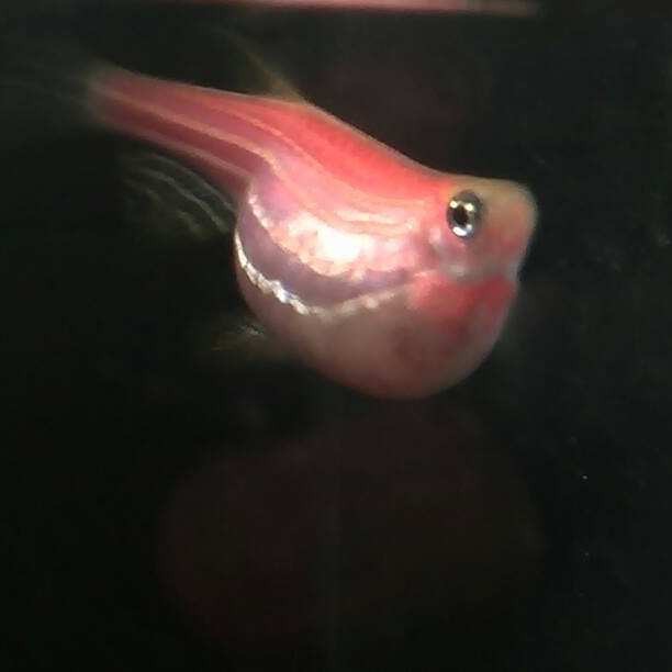 斑馬魚多久繁殖一次【養魚老道斑馬魚多久繁殖一次】 斑馬魚多久繁殖一次【養魚老道斑馬魚多久繁殖一次】 龍魚論壇 第5張