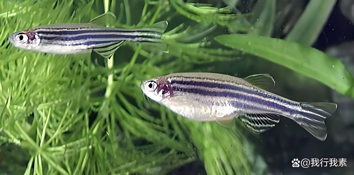 斑馬魚多久繁殖一次【養(yǎng)魚老道斑馬魚多久繁殖一次】