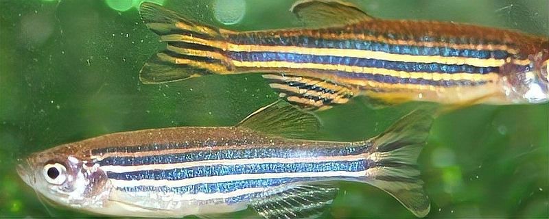 斑馬魚多久繁殖一次【養(yǎng)魚老道斑馬魚多久繁殖一次】