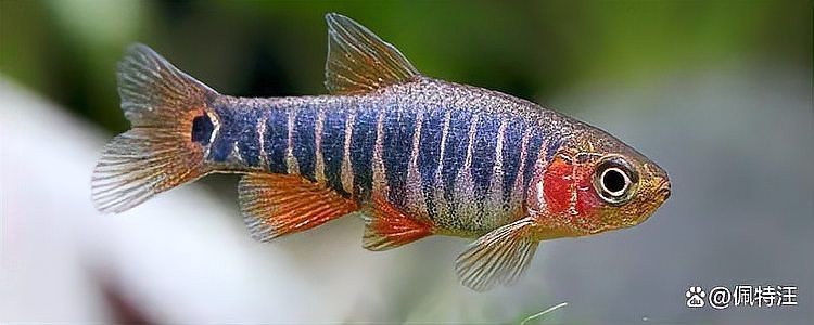 斑馬魚多久繁殖一次【養(yǎng)魚老道斑馬魚多久繁殖一次】