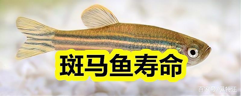 斑馬魚多久繁殖一次【養魚老道斑馬魚多久繁殖一次】 斑馬魚多久繁殖一次【養魚老道斑馬魚多久繁殖一次】 龍魚論壇 第4張