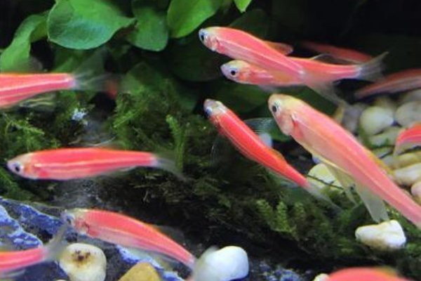 斑馬魚多久繁殖一次【養魚老道斑馬魚多久繁殖一次】 斑馬魚多久繁殖一次【養魚老道斑馬魚多久繁殖一次】 龍魚論壇 第7張