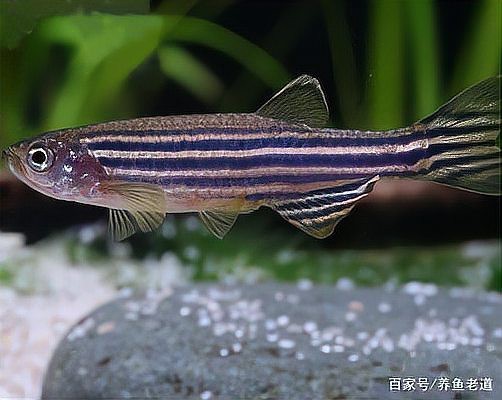 斑馬魚多久繁殖一次【養魚老道斑馬魚多久繁殖一次】 斑馬魚多久繁殖一次【養魚老道斑馬魚多久繁殖一次】 龍魚論壇 第8張