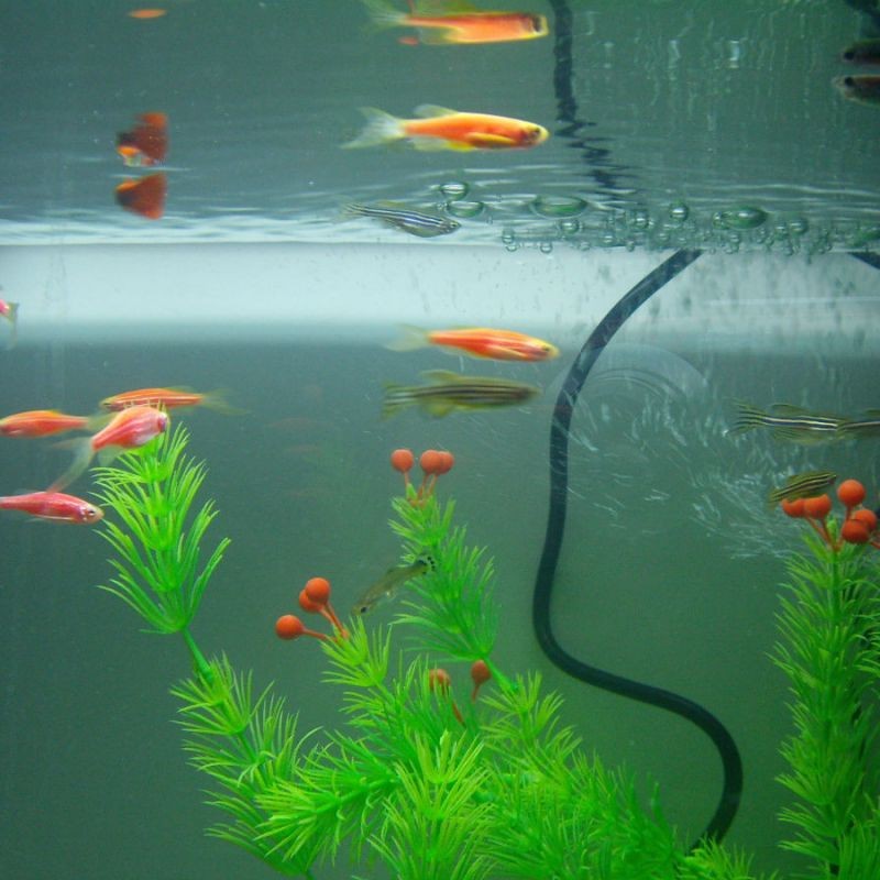斑馬魚多久繁殖一次【養魚老道斑馬魚多久繁殖一次】 斑馬魚多久繁殖一次【養魚老道斑馬魚多久繁殖一次】 龍魚論壇 第6張
