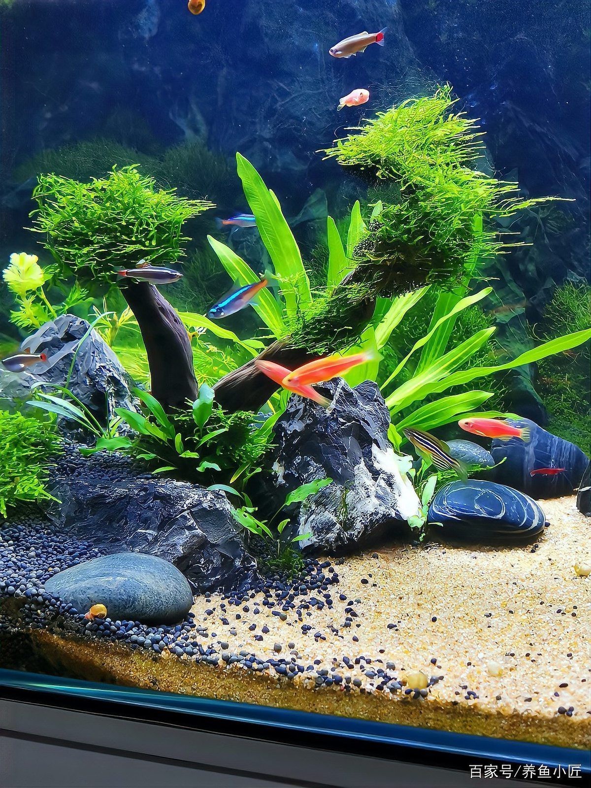 斑馬魚多久繁殖一次【養魚老道斑馬魚多久繁殖一次】 斑馬魚多久繁殖一次【養魚老道斑馬魚多久繁殖一次】 龍魚論壇 第9張