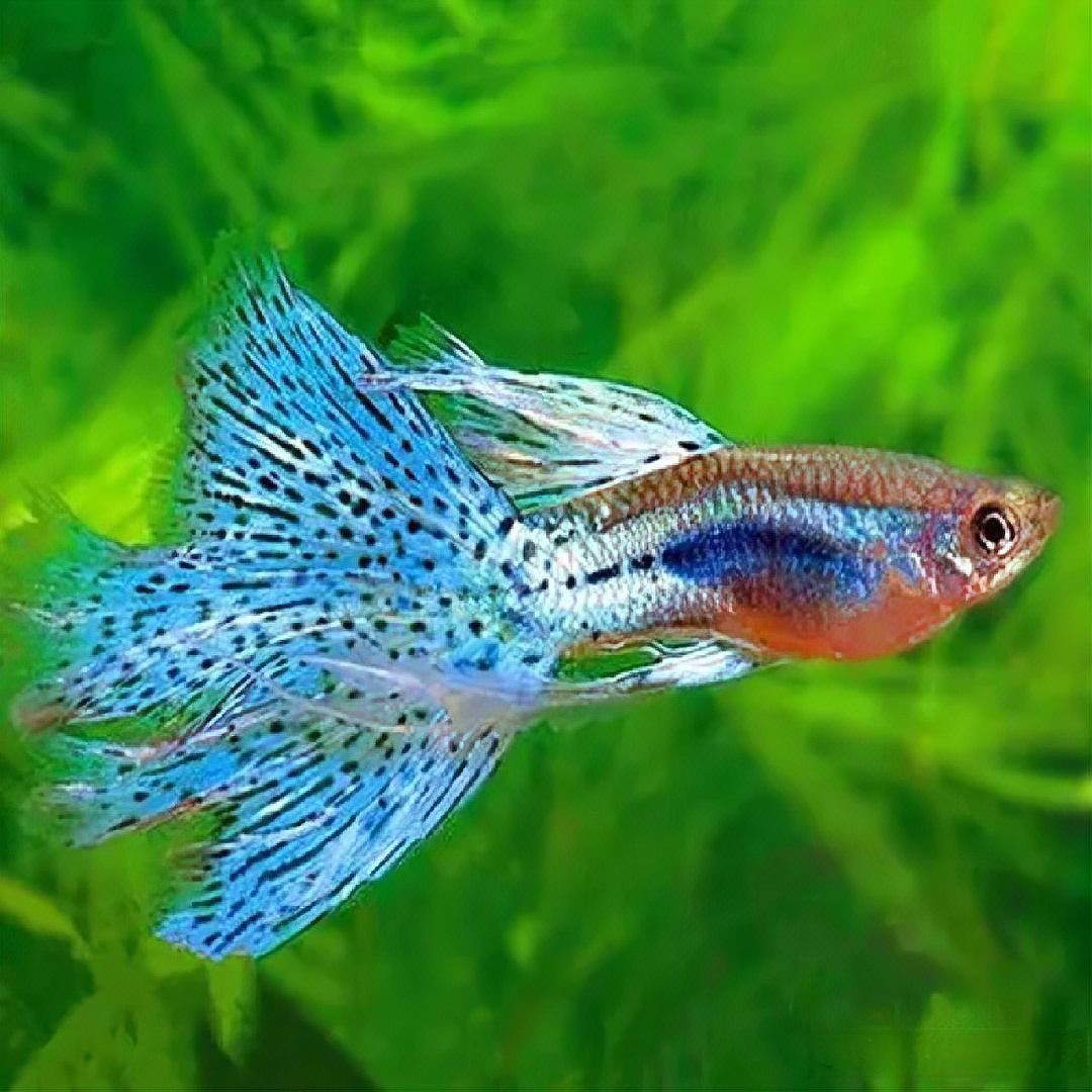 斑馬魚多久繁殖一次【養魚老道斑馬魚多久繁殖一次】 斑馬魚多久繁殖一次【養魚老道斑馬魚多久繁殖一次】 龍魚論壇 第10張