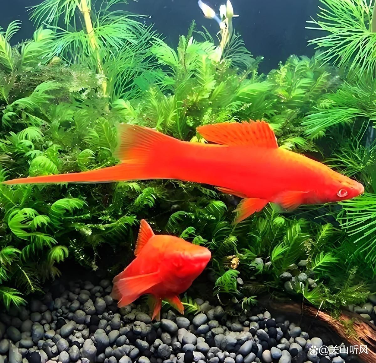 紅箭魚為什么不建議養(yǎng)【紅箭魚不建議養(yǎng)主要有以下原因，】