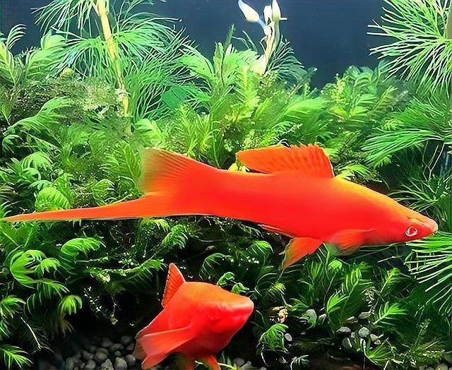 紅箭魚為什么不建議養(yǎng)【紅箭魚不建議養(yǎng)主要有以下原因，】
