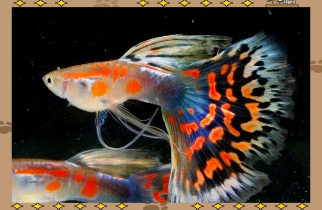 孔雀魚換水三大忌【孔雀魚換水有三大禁忌需注意三大禁忌事項及其科學處理方法】