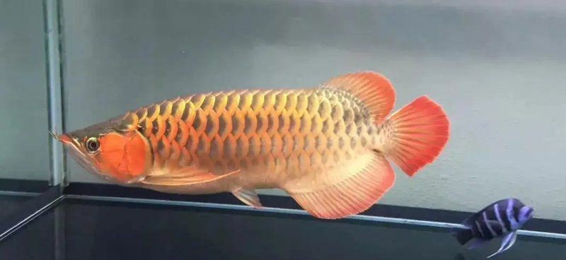 龍魚有靈性嗎【風(fēng)水學(xué)中龍魚的靈性】 龍魚有靈性嗎【風(fēng)水學(xué)中龍魚的靈性】 龍魚百科 第9張