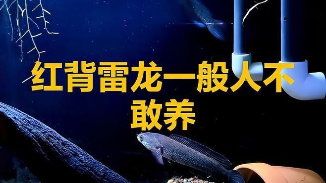 雷龍魚為什么不建議養【雷龍魚不建議養主要有以下原因，】