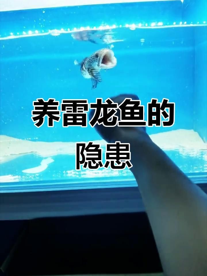 雷龍魚為什么不建議養(yǎng)【雷龍魚不建議養(yǎng)主要有以下原因，】