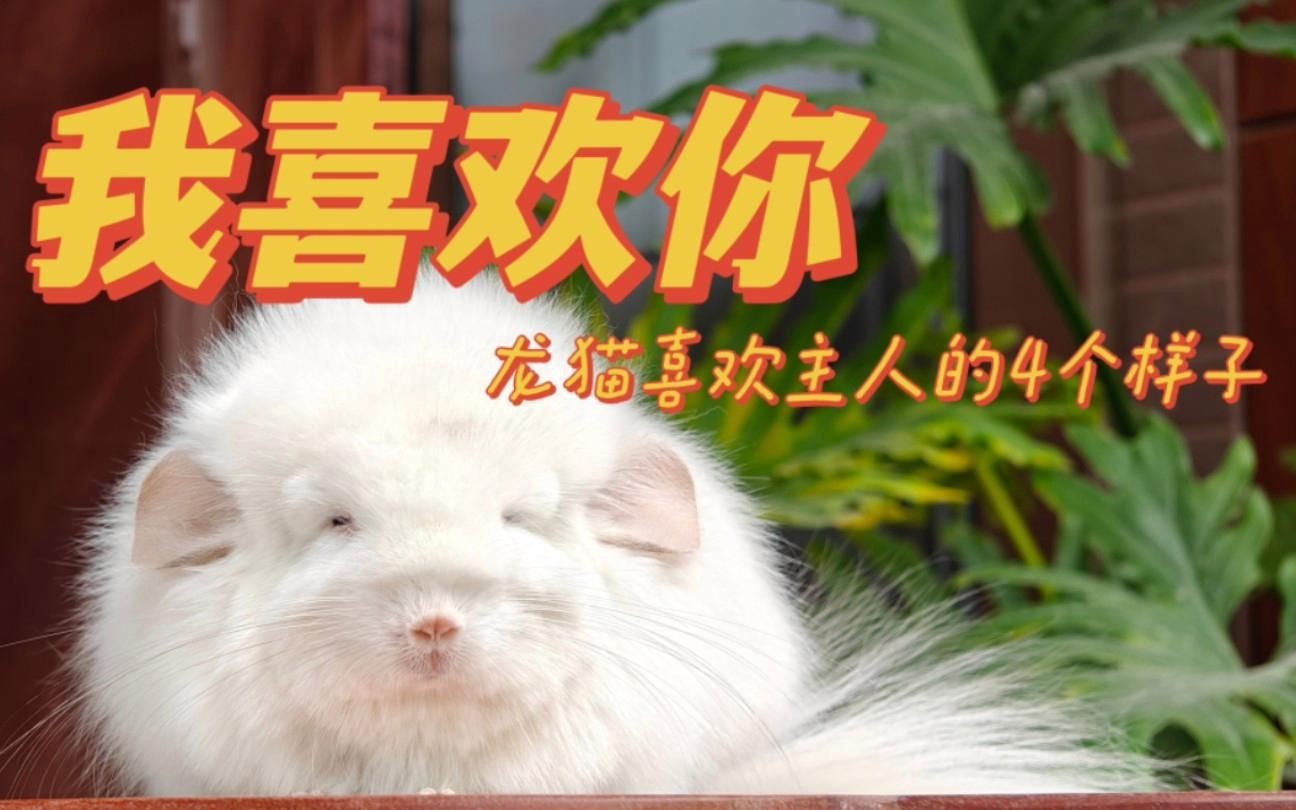 龍貓多久認主人【龍貓一般養多久認主人】