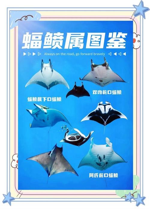 蝠鲼和鰩魚的區(qū)別圖片【和鰩魚在外觀上存在一些明顯區(qū)別】