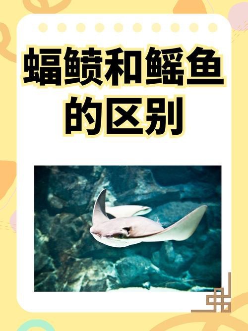 蝠鲼和鰩魚的區(qū)別圖片【和鰩魚在外觀上存在一些明顯區(qū)別】