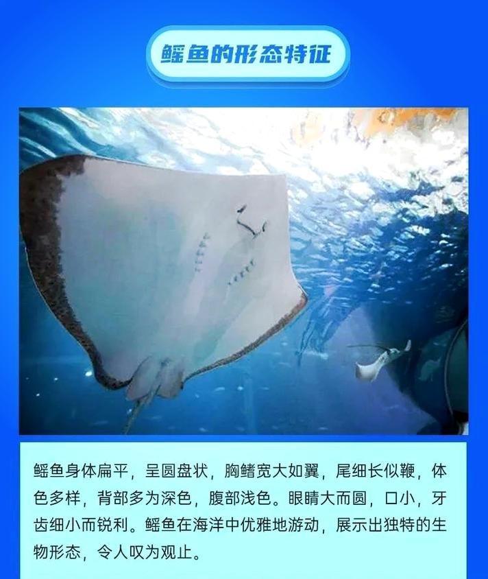 蝠鲼和鰩魚的區(qū)別圖片【和鰩魚在外觀上存在一些明顯區(qū)別】