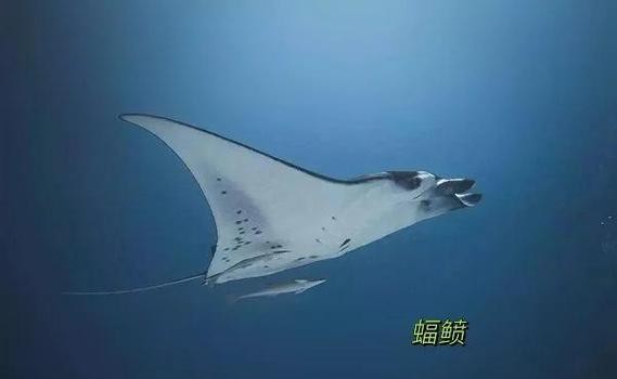 蝠鲼和鰩魚的區(qū)別圖片【和鰩魚在外觀上存在一些明顯區(qū)別】