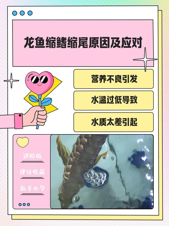 紅龍魚后三鰭不開怎么辦【紅龍魚后三鰭不開可能由多種原因導致，以下解決方法】