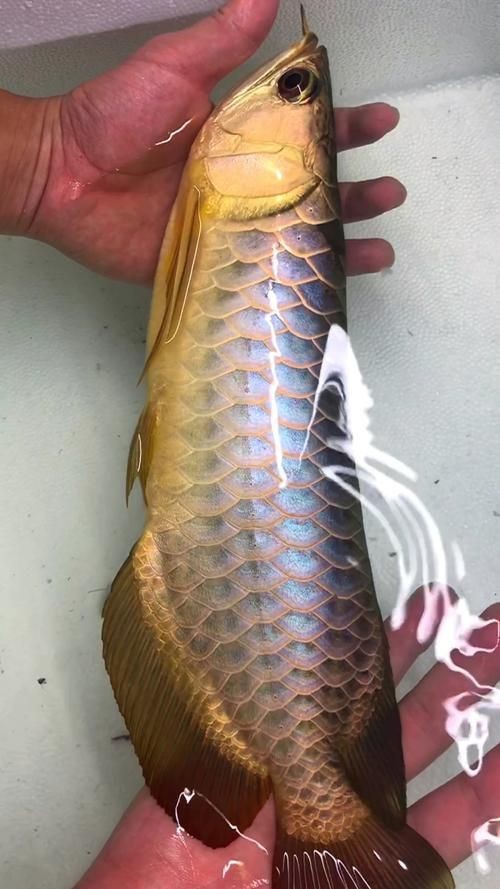 七彩金龍魚圖片大全【《七彩金龍魚圖片大全》】